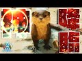 【ASA】もふ神降臨⁉ASAでもふもふに磨きがかかったカワウソ様をテイムせよ‼ #04【新恐竜島での漂流ARK生活】