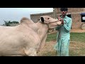 Farrukh cattle home bread Buraq Cattle Farm Koth Fateh Khan ApNa Shook 2026 Series #apnashook
