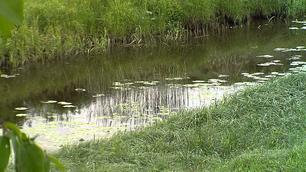 Grodor riskerar könsbyte