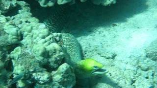 Cool Green Eel