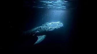 Whale shark 03.10.24