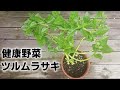 『家庭菜園』栄養価の高いツルムラサキを鉢で育てる方法!畑がなくても簡単に栽培出来ます!