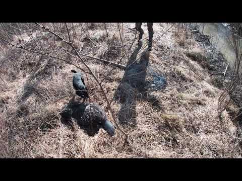 Video: Kasutab joonistamiseks Salve koertel