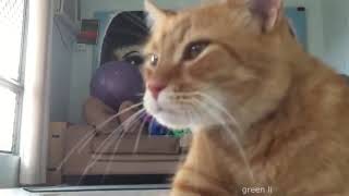 Смешные Коты и Собаки 2019 - Лучшие Приколы с Животными №91 - greenli Смешные Коты и Собаки 2019 - Лучшие Приколы с Животными №91 - greenli