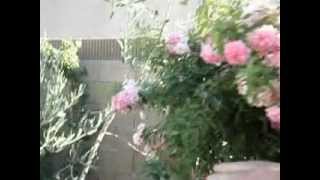 Weeping China Doll Tree Rose.AVI