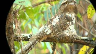 Hodgsons Frogmouthdigiscoping By Tony Eagle Eye