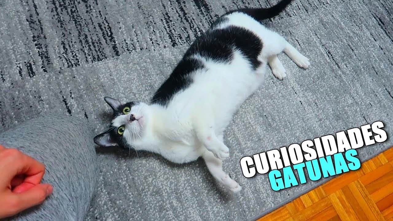 ⁣CURIOSIDADES DE LOS GATOS