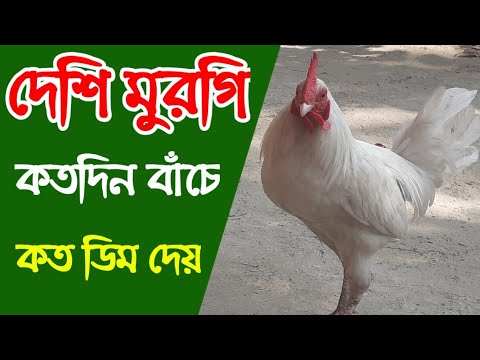 ভিডিও: একটি মগি কতদিন বাঁচে?