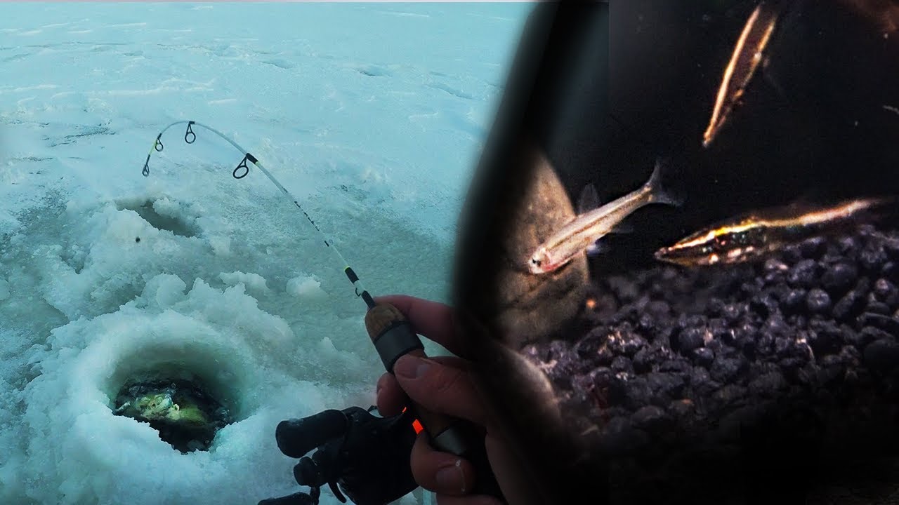Michigan WALLEYE Ice Fishing + FEEDING MY PET PIKE YouTube