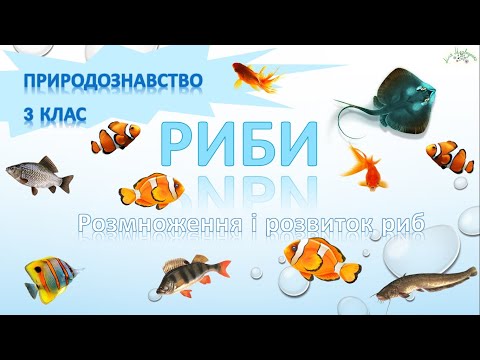 Риби. Розмноження та розвиток. Природознавство 3 клас.