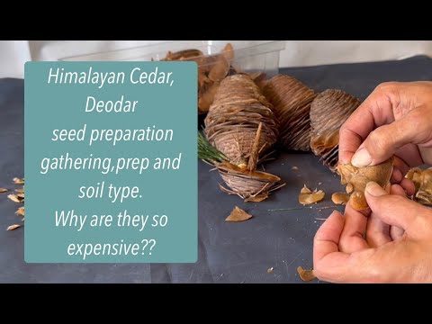 Βίντεο: Propagating Deodar Cedar Seeds: Deodar Cedar Seed Germination