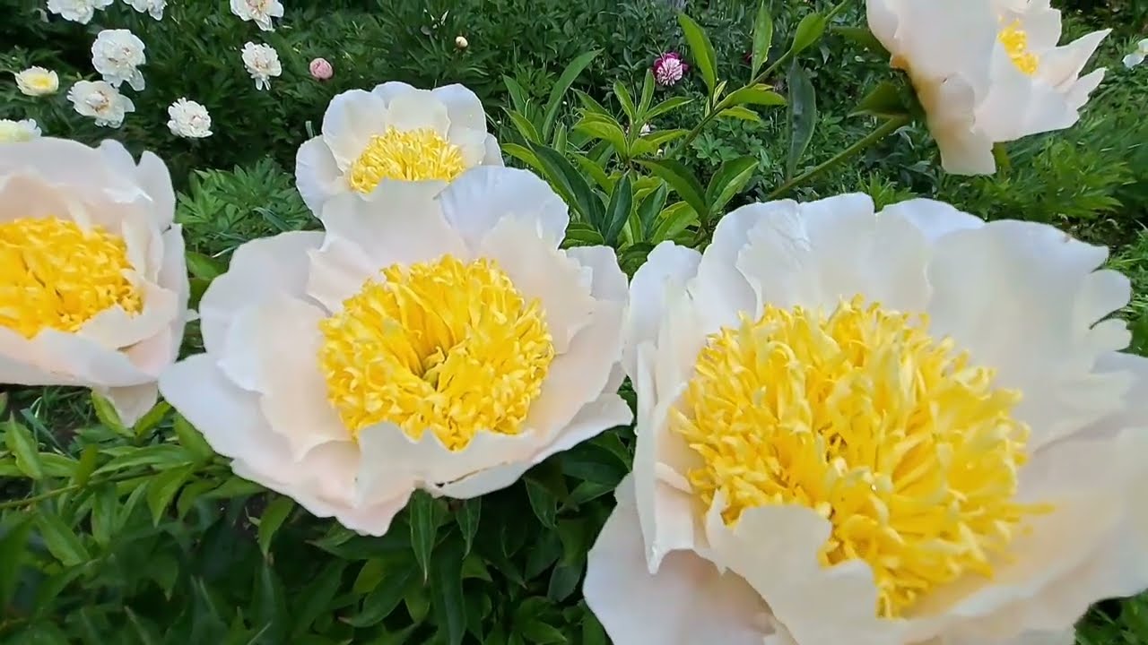 @OlenaSad Перша частина.Ось які Півонії пропоную на осінь .29 травня 2025 р.