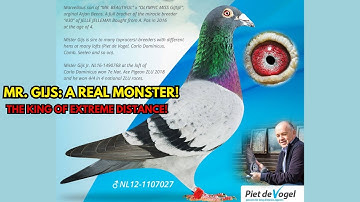 Piet De Vogel: The Master of Long-Distance Racing Pigeons | The Legend Behind “Mr. Gijs”