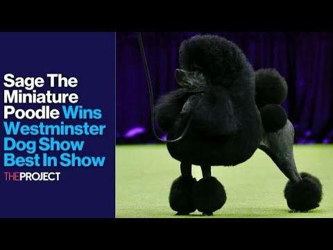 Sage The Miniature Poodle Wins Westminster Dog Show Best In Show