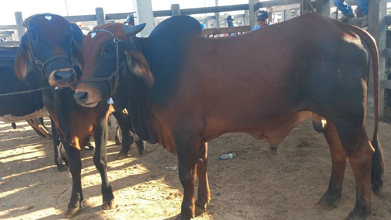 Feira de gado. Só as pareias em Dois Riachos Alagoas 25/02/26#nordeste