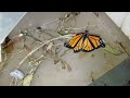 February 21, 2026 #monarchbutterflies #butterfly #metamorphosis #sanleontx 
