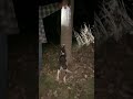 Training coon dog PUPPIES! (Raccoon Hunting)