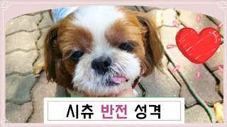 [강아지 일상Vlog]반전 성격을 가진 시츄의  귀여운 일상 by 시츄 의중 3,703 views 7 months ago 50 seconds