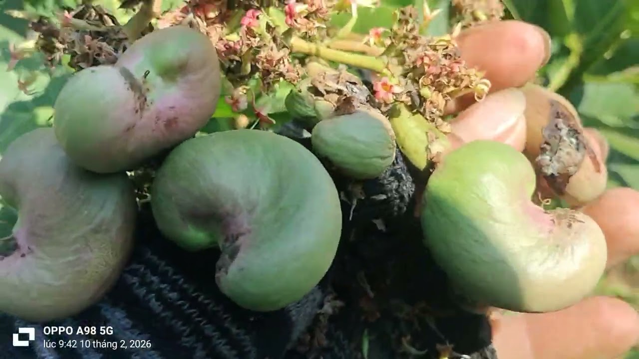 Hy vọng được mùa 