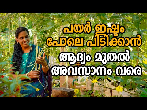 പയർ കൃഷി ആദ്യം മുതൽ അവസാനം വരെ | Payar Krishi in Malayalam | How to grow long beans