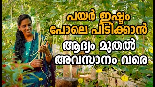 പയർ കൃഷി ആദ്യം മുതൽ അവസാനം വരെ | Payar Krishi in Malayalam | How to grow long beans