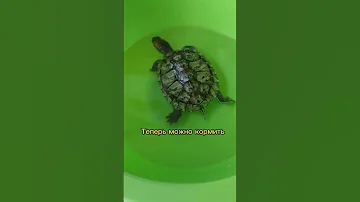 как правильно кормить свою черепаху?