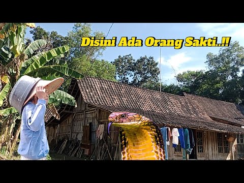 Viral Nyata Kakek Sakti Tinggal Di Rumah Nyentrik Desa Terpencil Tengah Hutan Belantara Jawa Tengah