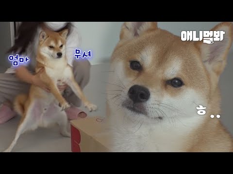 내 이름은 백두산. 반면 용기는 뒷동산인 시바견이다.ㅣShiba Dog Known for Being a Scaredy Cat