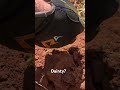 Underwear or Garter Buckle? #viral #underwear #cute #metaldetecting #treasurehunting #metaldetector