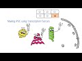 Induced Pluripotent Stem Cell iPSC