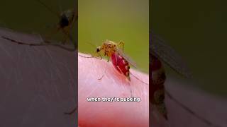 The science behind the Mosquito bites. #mosquito #science #sciencefacts #blood