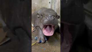 Animal Glow Up From Tiny Pets To Majestic Creatures