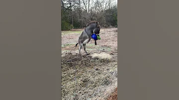 Donkey Excited By His New Jolly Ball ViralHog 