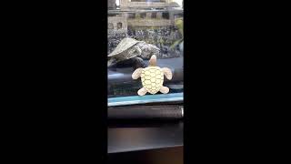 Fluttering - Male mating behavior