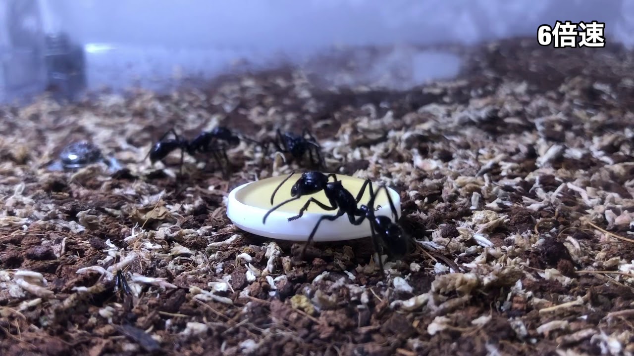 パラポネラ新女王の死 [R.I.P paraponera new queen] パラポネラ飼育