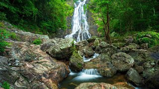 ดนตรีผ่อนคลาย บำบัดหัวใจและหลอดเลือด🌿 ดนตรีสงบ ฟื้นฟูระบบประสาท