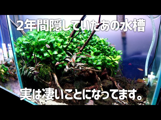 Anubias forest tank that was started up 2 years ago and never left