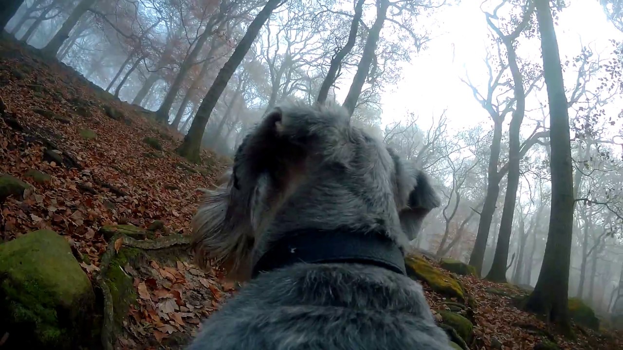 Olfi one.five camera - dog harness and water proof case