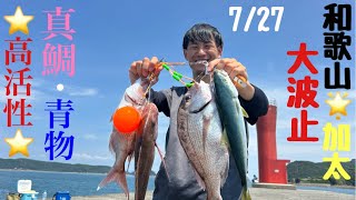 加太大波止のマダイ・カンパチ・ブリ類（2026-08-01・YouTube 颯大の休日）