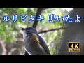 ルリビタキ 深い森で鳴く警戒心の強い青い鳥の鳴いている姿を撮影しました。　野鳥　自然の音　野鳥の声　野鳥の鳴き声