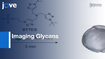 Zebrafish Embryos By Metabolic Labeling & Bioorthogonal Click Chemistry l Protocol Preview