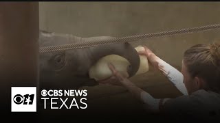 Baby Asian elephant readies for debut at National Zoo
