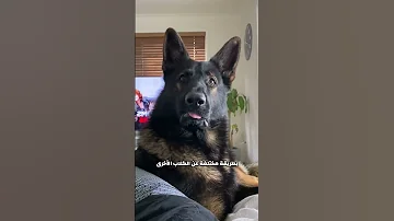 كلب شرطة متقاعد 