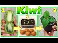 KIWY GRATIS! FAI NASCERE UNA PIANTINA IN 7 GIORNI DAGLI SCARTI DEL FRUTTO tutorial facile RISULTATO