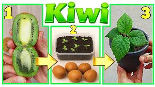 Kiwy Gratis Fai Nascere Una Piantina In 7 Giorni Dagli Scarti Del Frutto Tutorial Facile Risultato
