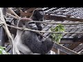 突然の雷雨!ゲンタロウ雨中で魂のドラミング⭐️ゴリラGorilla【京都市動物】Gentaro's drumming that blows away the fear of thunderstorms