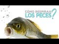 ¿Cómo respiran los peces? 🐟