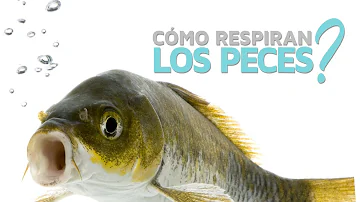 ¿Cuál es el aparato respiratorio de los peces?