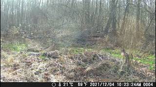 trail cam by Tony Lane 92 views 1 year ago 31 seconds