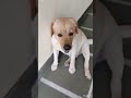 cutie jake 🥰